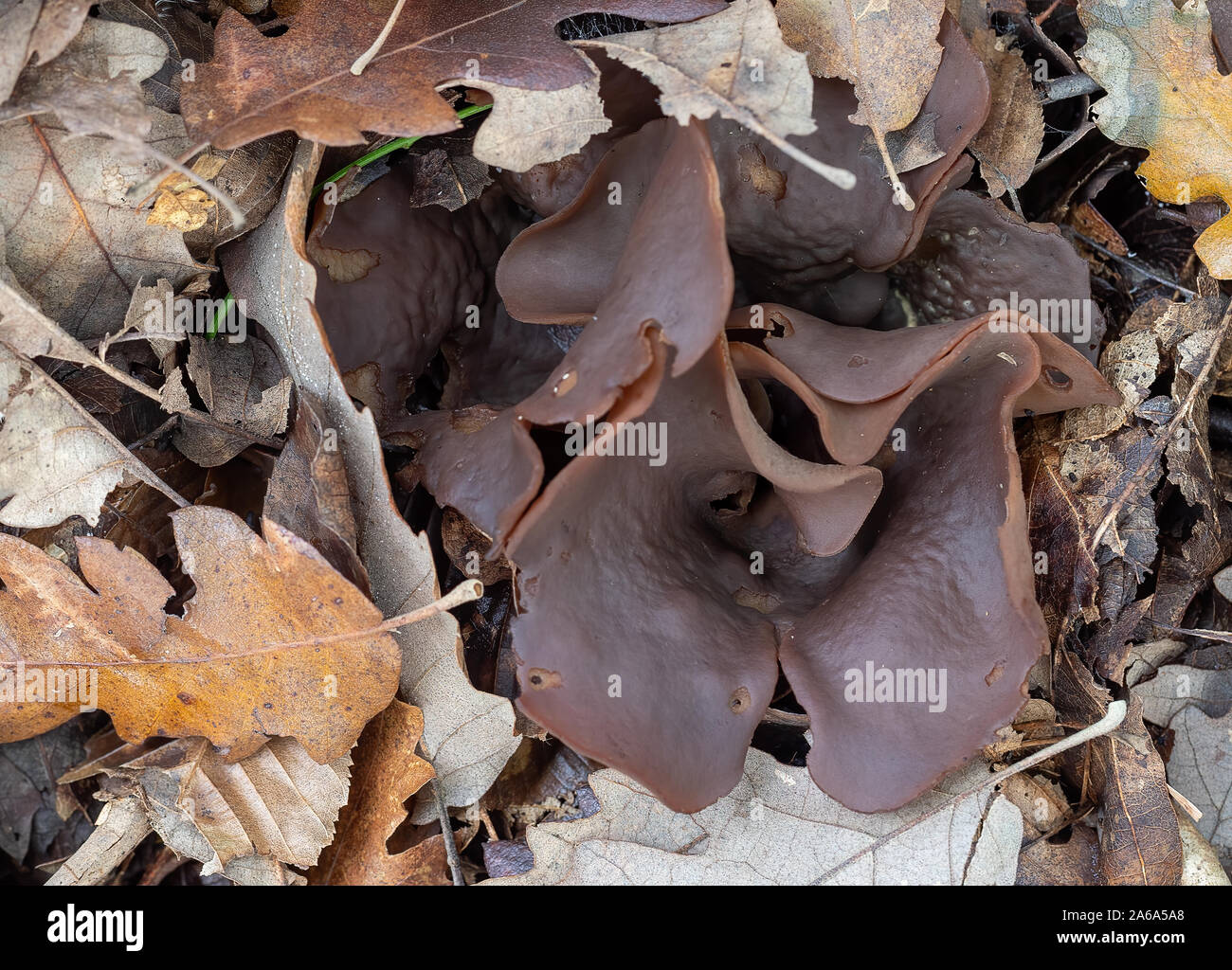 Peziza badia mushroom fungus. Aka Bay cup. Leathery brown, if you touch it gently a vast amount of spores fly out. Stock Photo