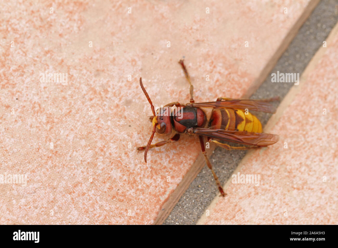 European hornet Latin vespa crabro also called calabrone crawling across a patio tile in autumn or fall in Italy Stock Photo
