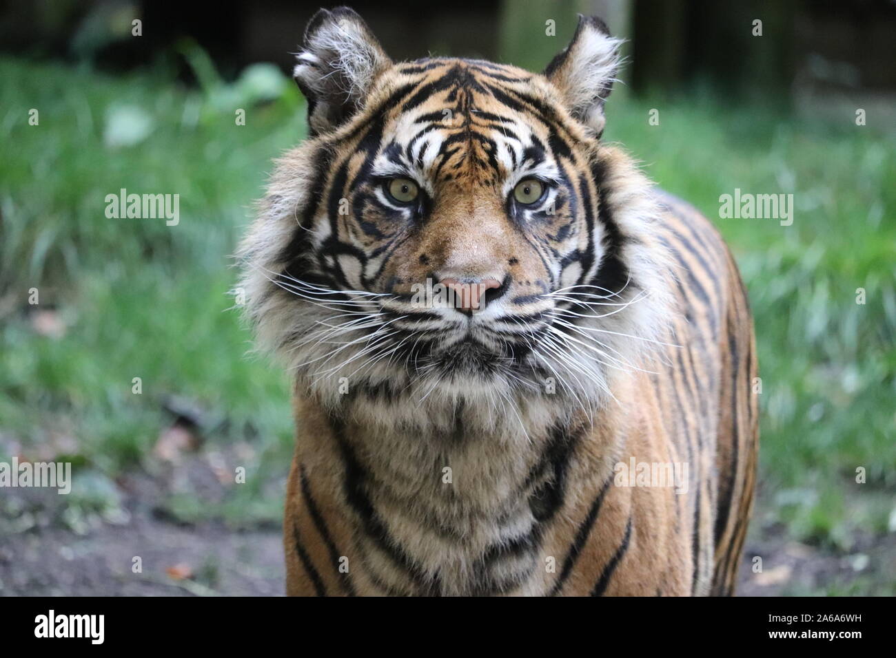 Close up shot of Daseep the Sumatran Tiger (panthera tigris sumatrae) Stock Photo