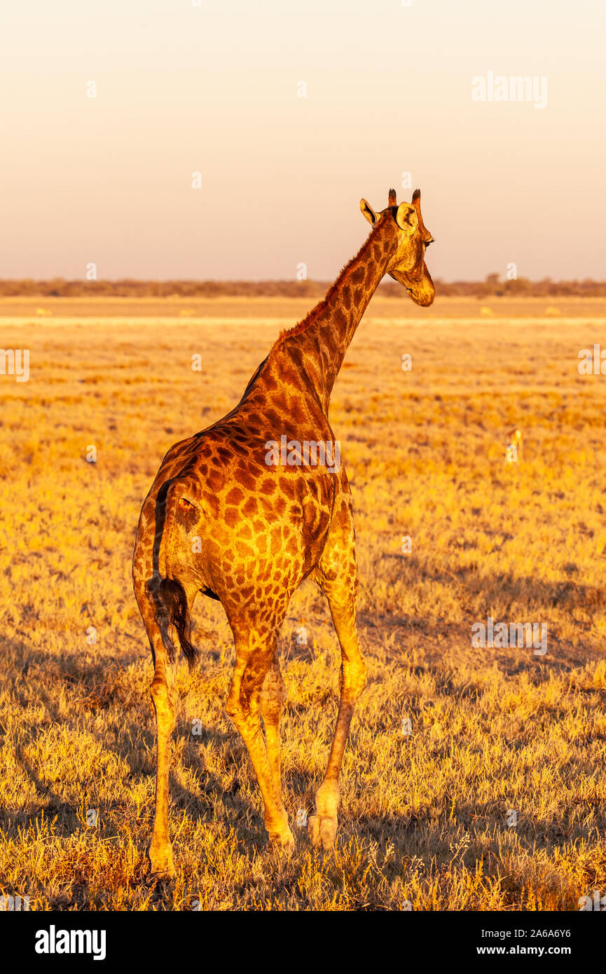 One Angolan Giraffe Giraffa Giraffa Angolensis Walking On The Plains