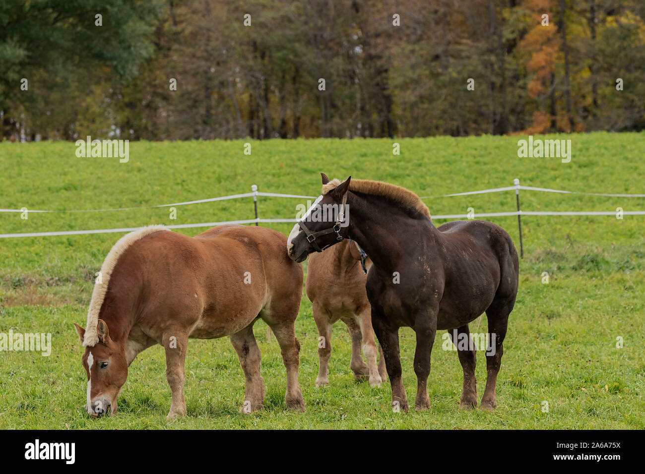 Beautiful heavy draft horse a large horse used for pulling heavy loads
