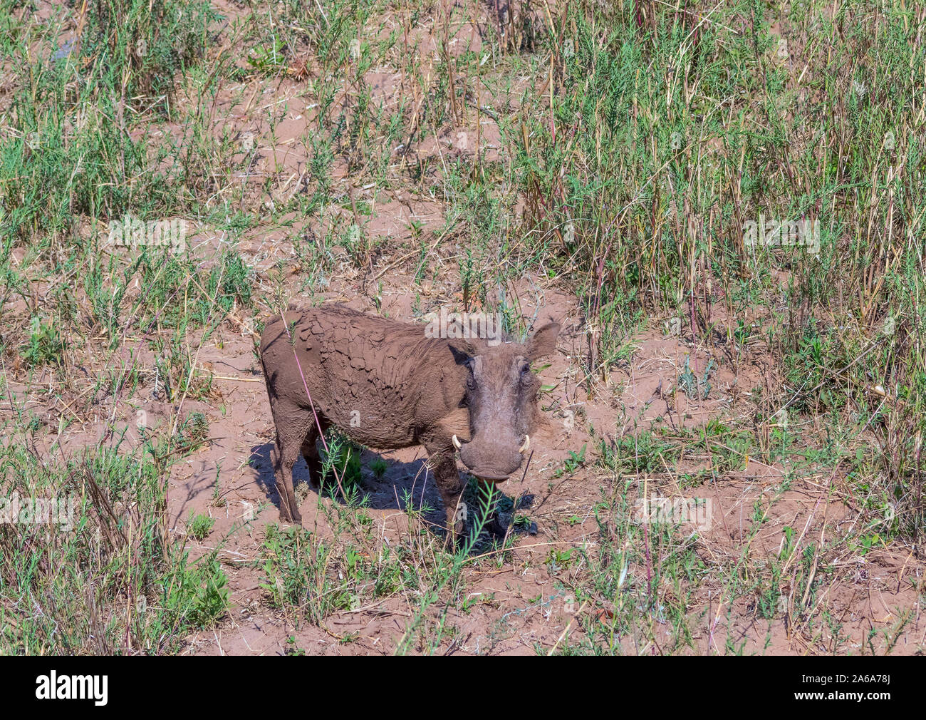 A mudcaked common warthog in the outdoors viewed from above image with