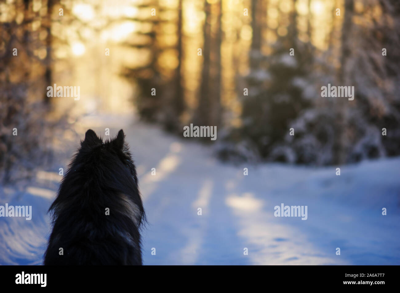 Dog sits in the snow and looking into a sunset forest. Cold winter day. Stock Photo