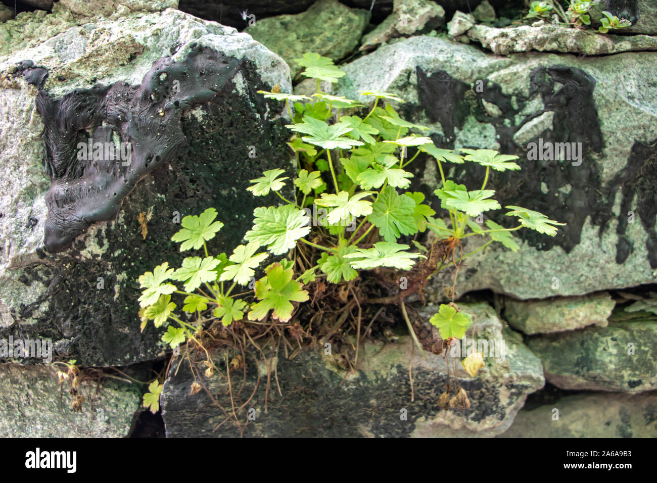 Rila Monastery, Rila Mountain, Bulgaria – July 17, 2019: Geranium at the stone wall near Rila monastery. Stock Photo