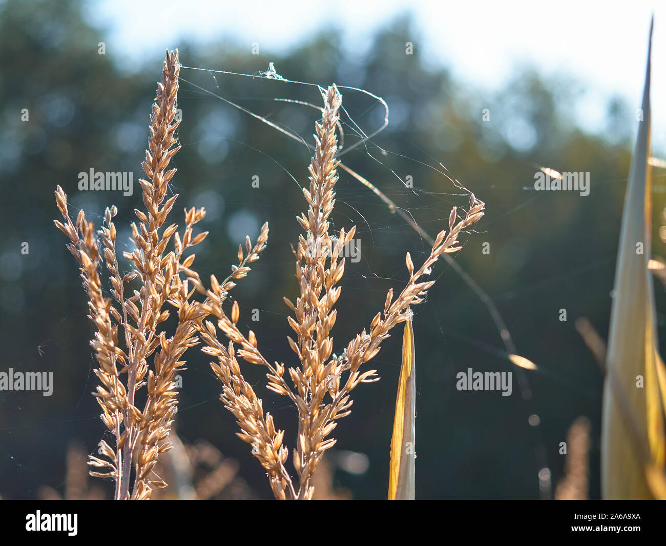 Corn Tops Ripe Tops of corn hi-res stock photography and images - Alamy