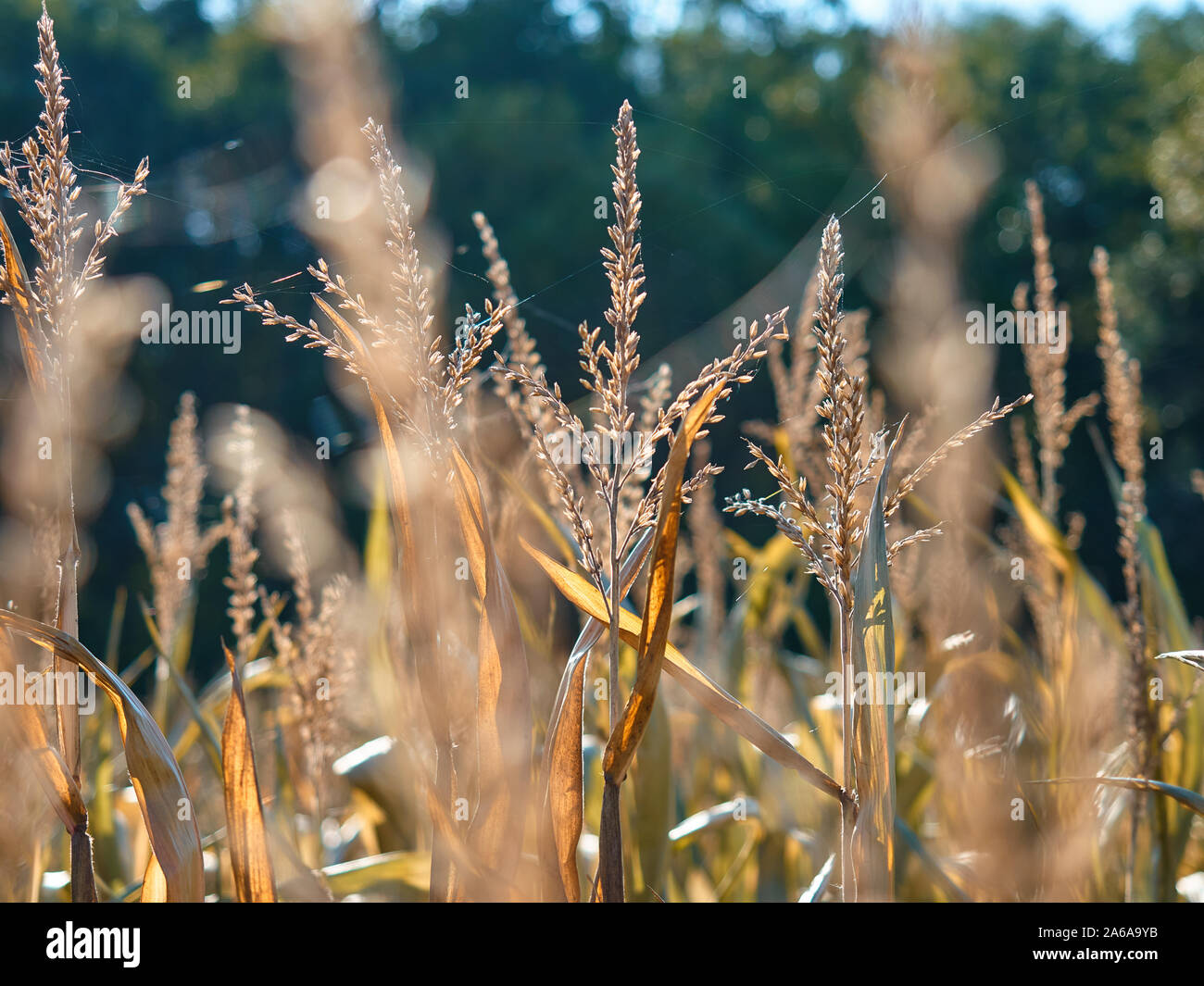 Corn Tops Ripe Tops of corn High Resolution Stock Photography and Images - Alamy