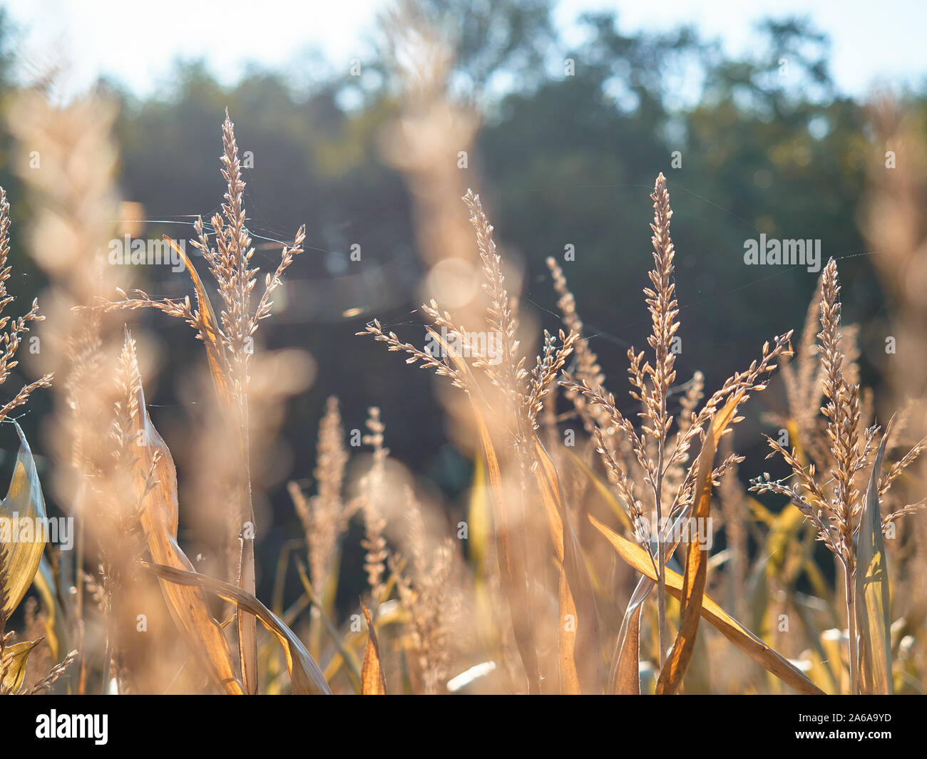 Corn Tops Ripe Tops of corn High Resolution Stock Photography and Images - Alamy