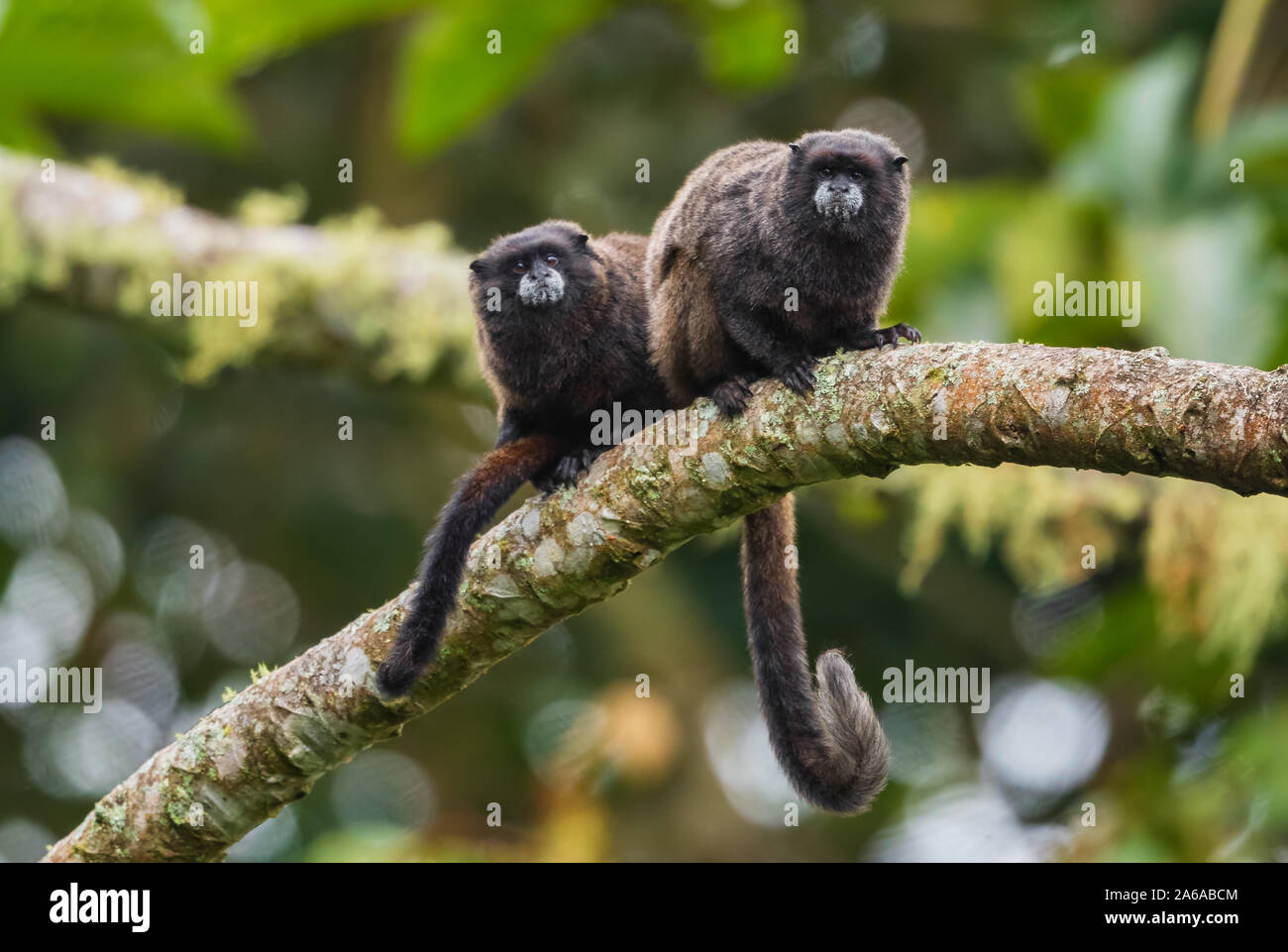 Graells's Black-mantle Tamarin- Saguinus nigricollis graellsi, shy tiny primate with white face from Andean slopes of South America, Wild Sumaco, Ecua Stock Photo