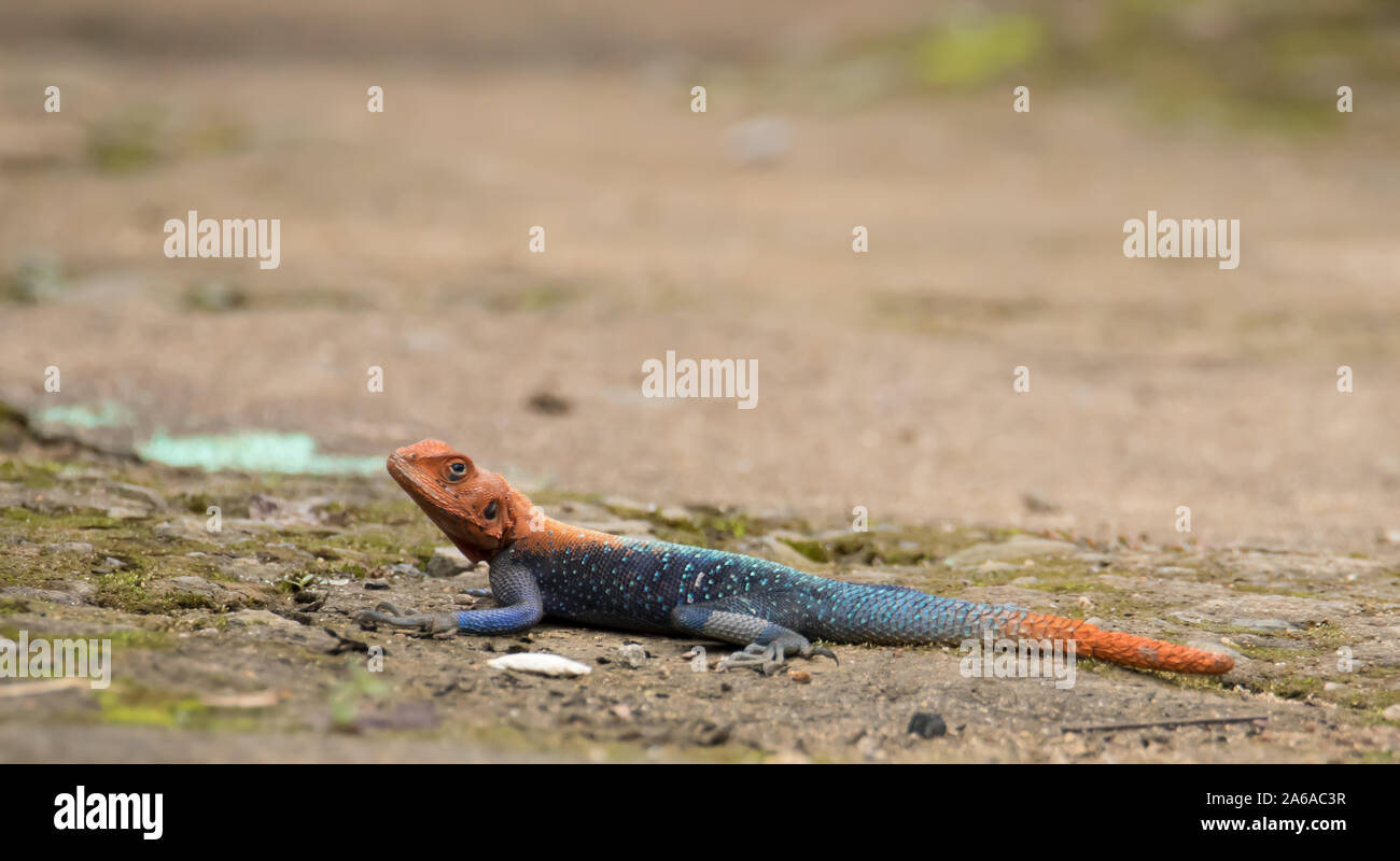 Red-headed rock Agama, or rainbow agama lizard (Agama agama) Stock Photo