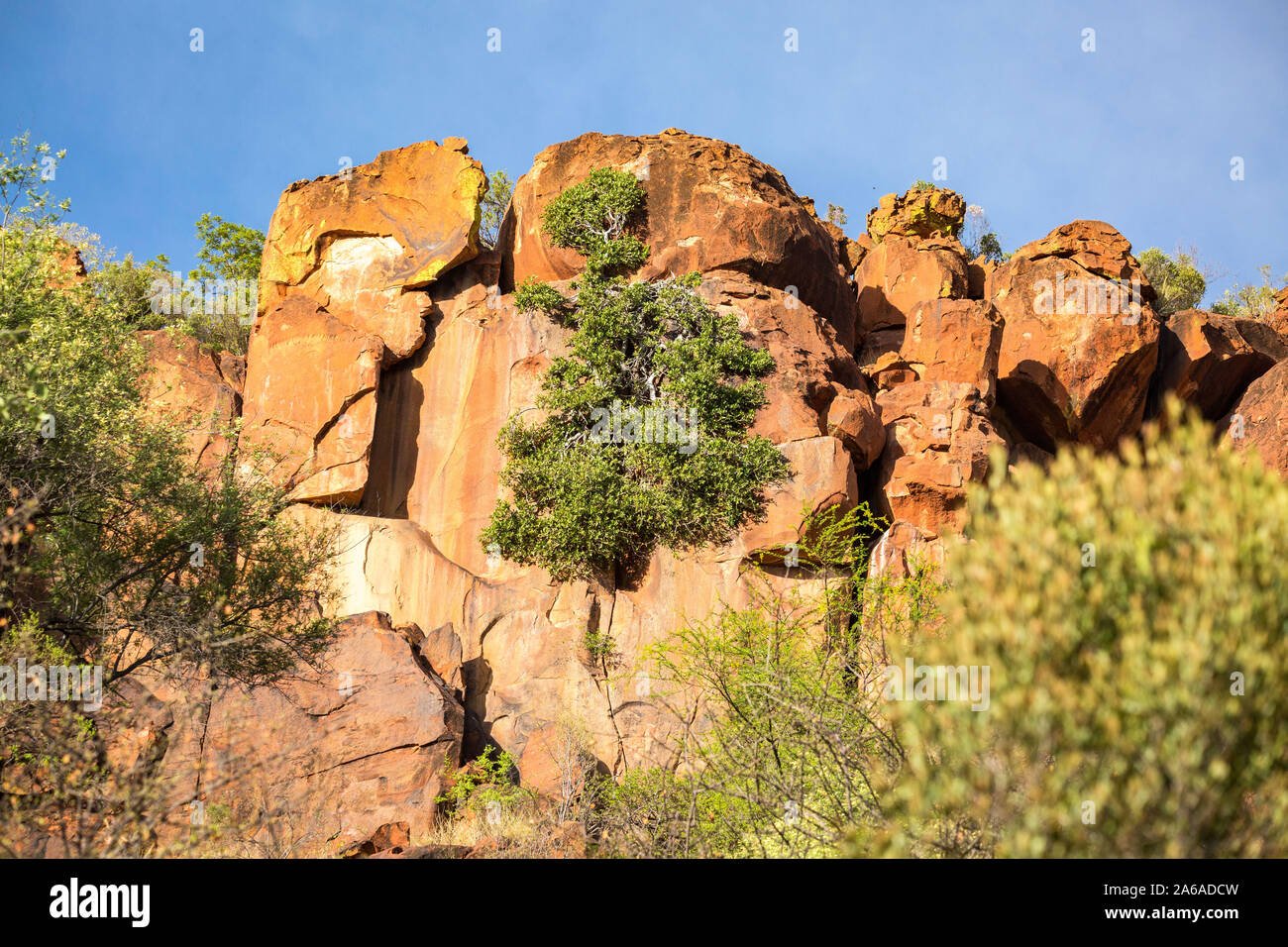 A tree grows along a steep rock, Waterberg, Namibia, Africa Stock Photo