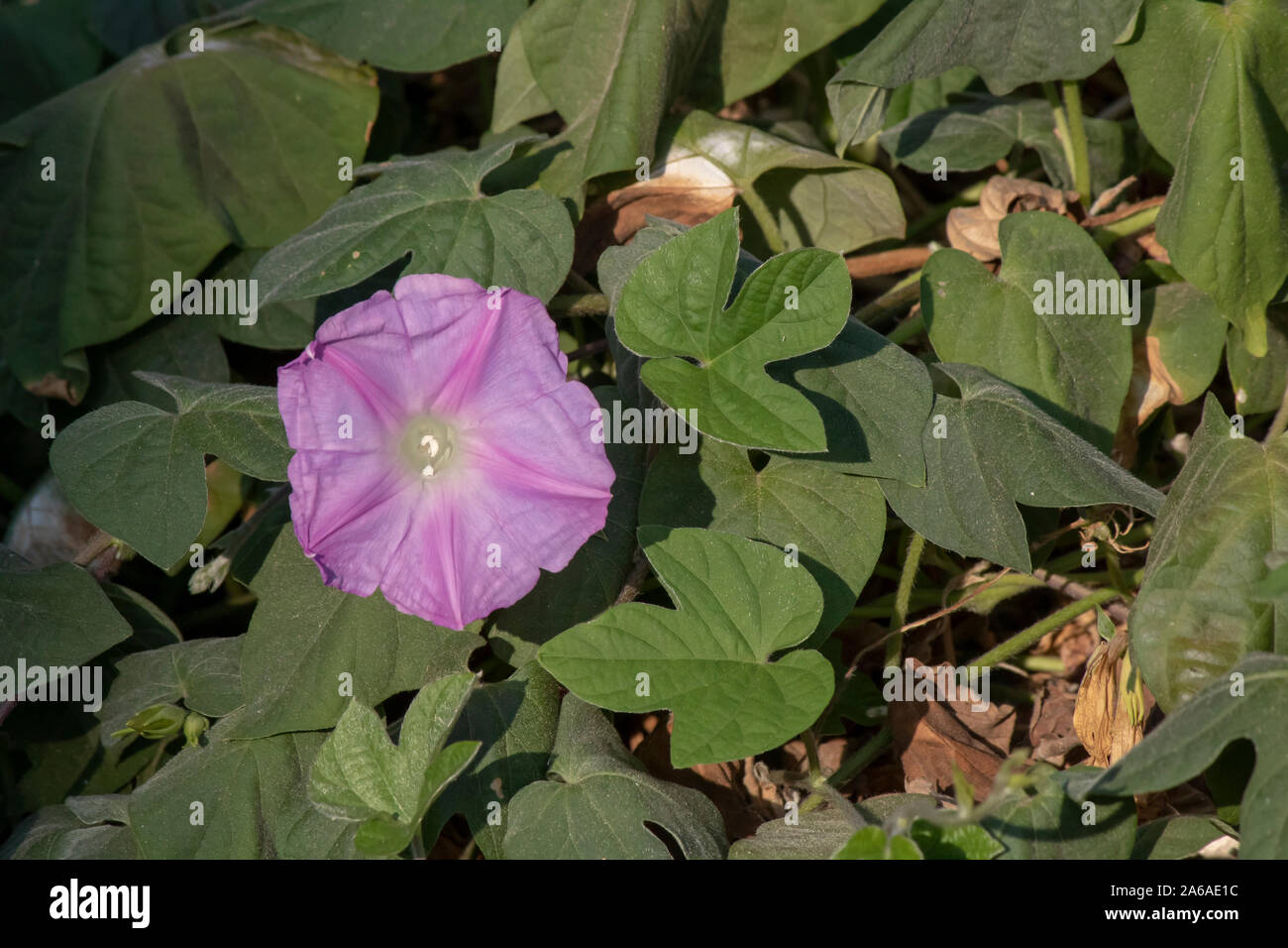Close up of purple blossom of Ipomoea nil plant. Stock Photo