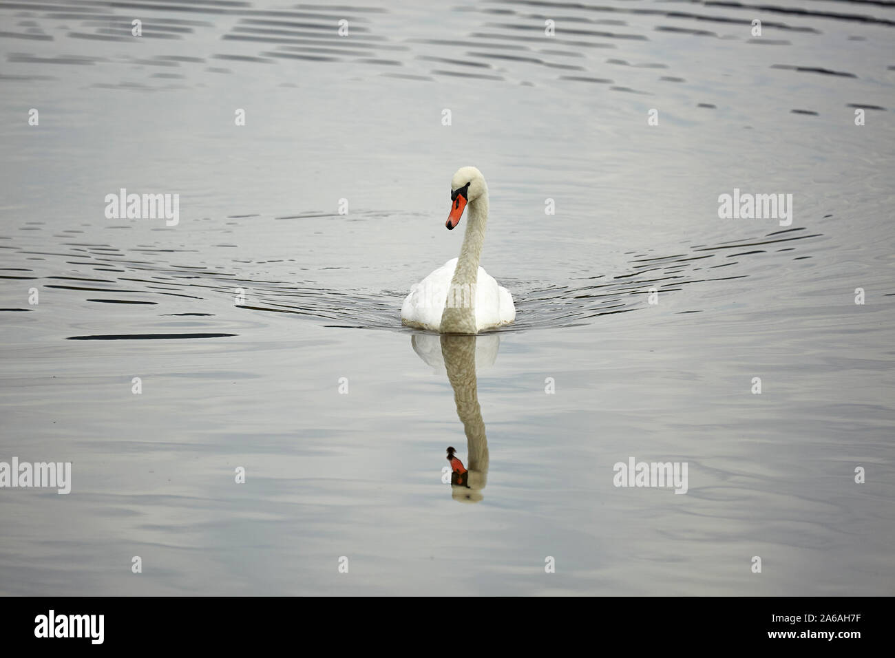 Adult Mute Swan swiming on a lake in Wales Stock Photo