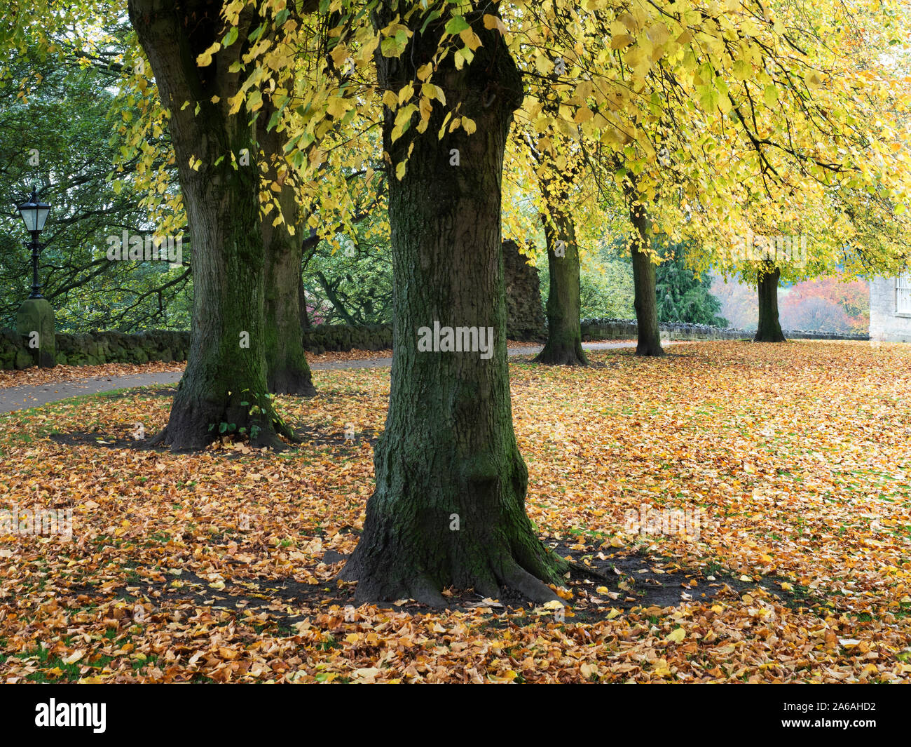 Autumn trees in the Castle Grounds at Knaresborough North Yorkshire England Stock Photo