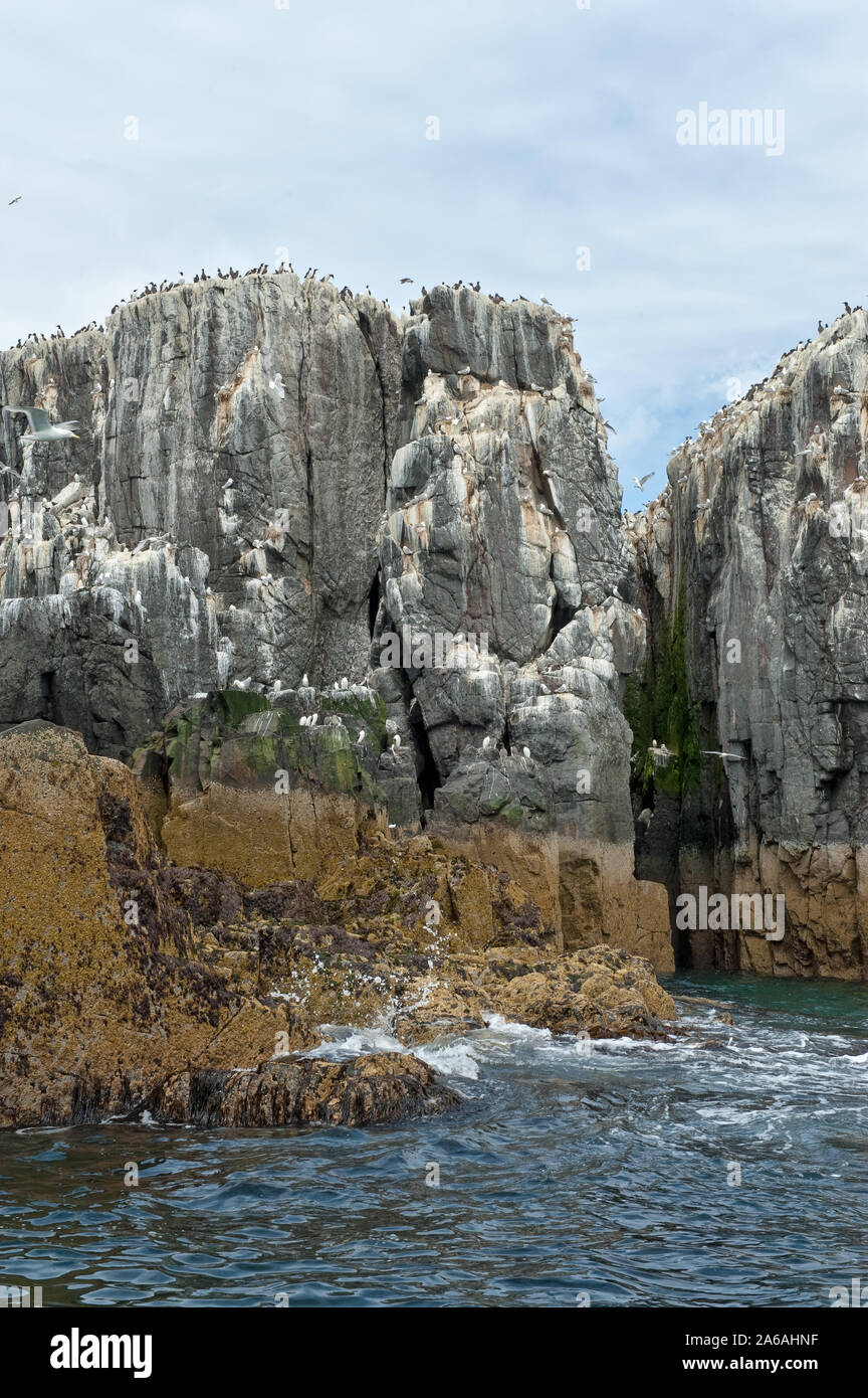 Sea cliffs of Staple Island with ledges full of nesting seabirds. Farne  Islands, Northumberland, England, UK Stock Photo - Alamy