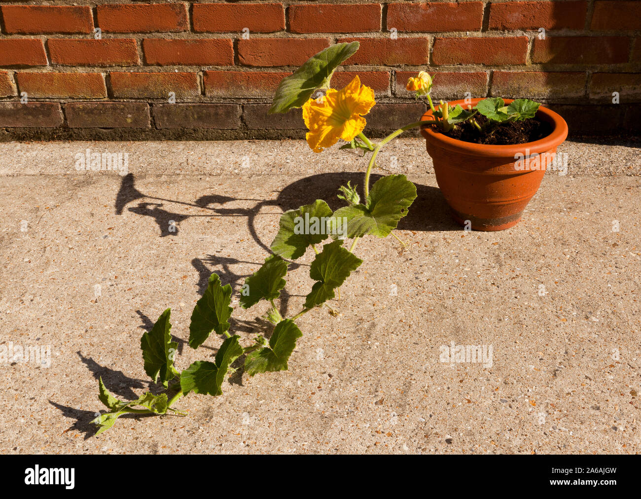 Growing a Butternut Squash plant in a concrete back yard Stock Photo