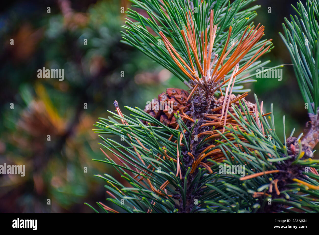 Beautiful brown pine cone (Conifer cone) on green pine tree branches, a very popular Christmas decoration Stock Photo