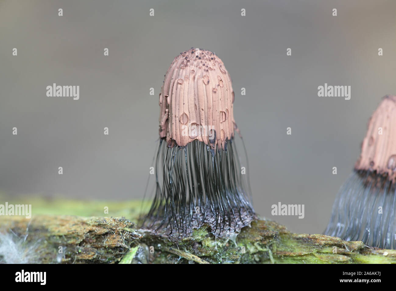 Stemonitis fusca, known as tube slime mold Stock Photo