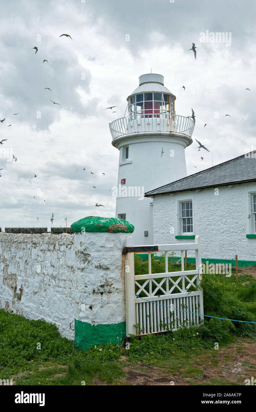 Farne Lighthouse (Inner Farne lighthouse). Inner Farne island, Northumberland, UK Stock Photo
