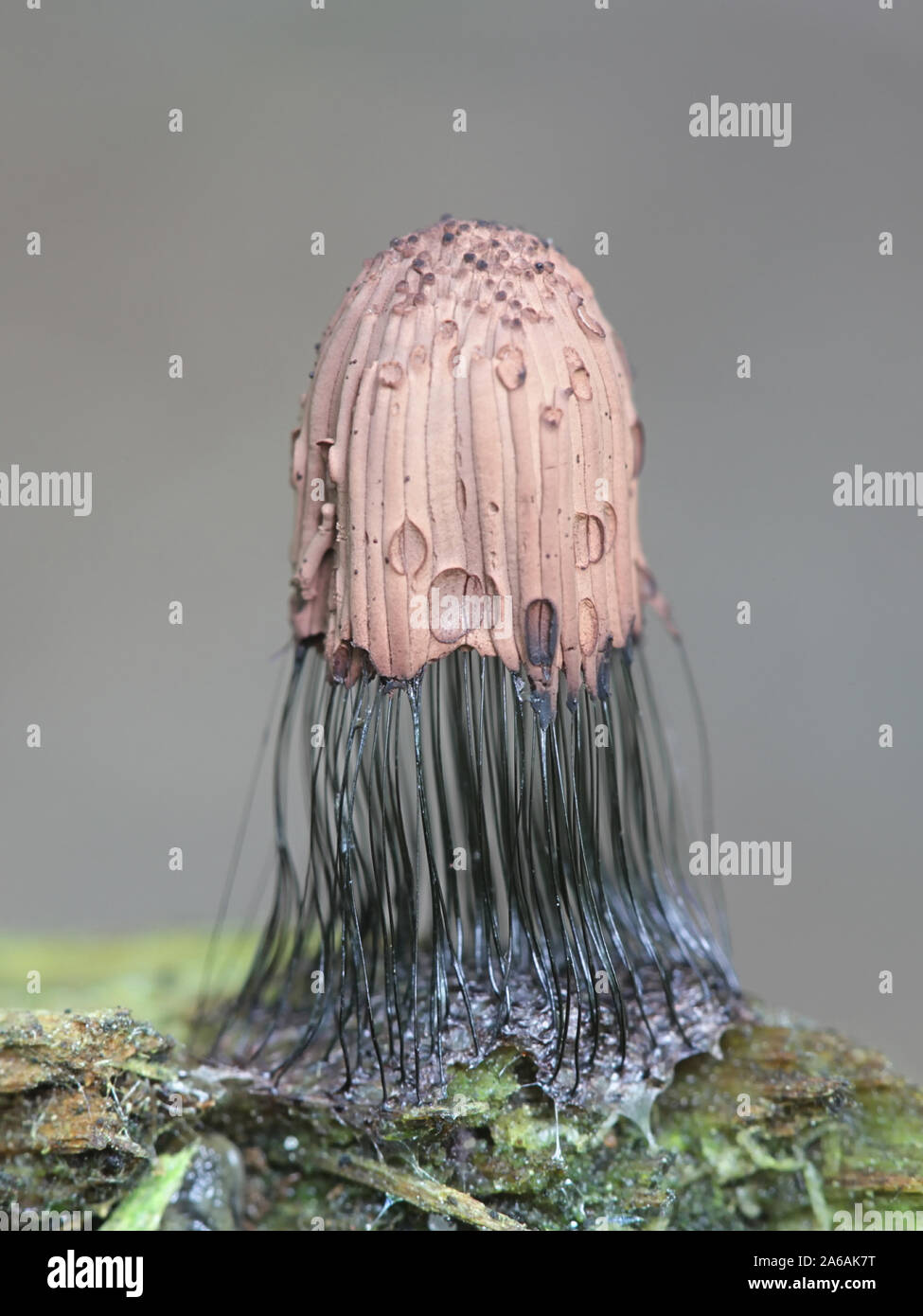 Stemonitis fusca, known as tube slime mold Stock Photo