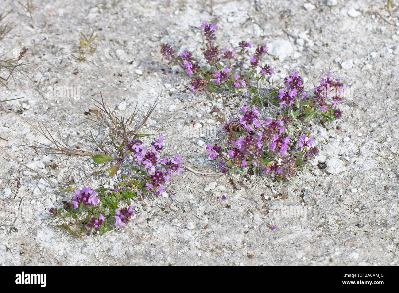Wild Thyme (Thymus serpyllum), small plants growing on bare chalk
