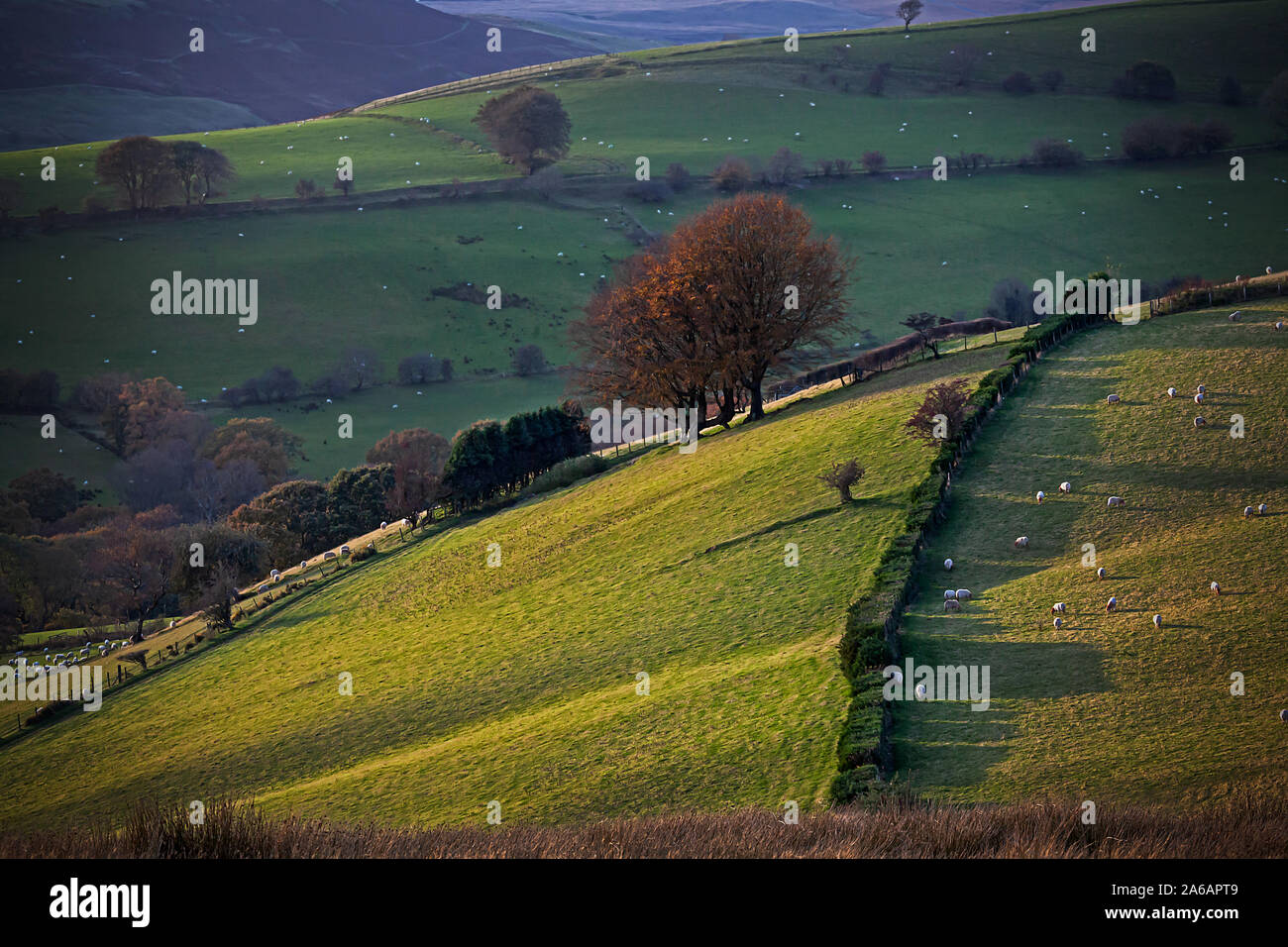 Rolling hills in early autumn with late evening light, Wales, UK Stock Photo