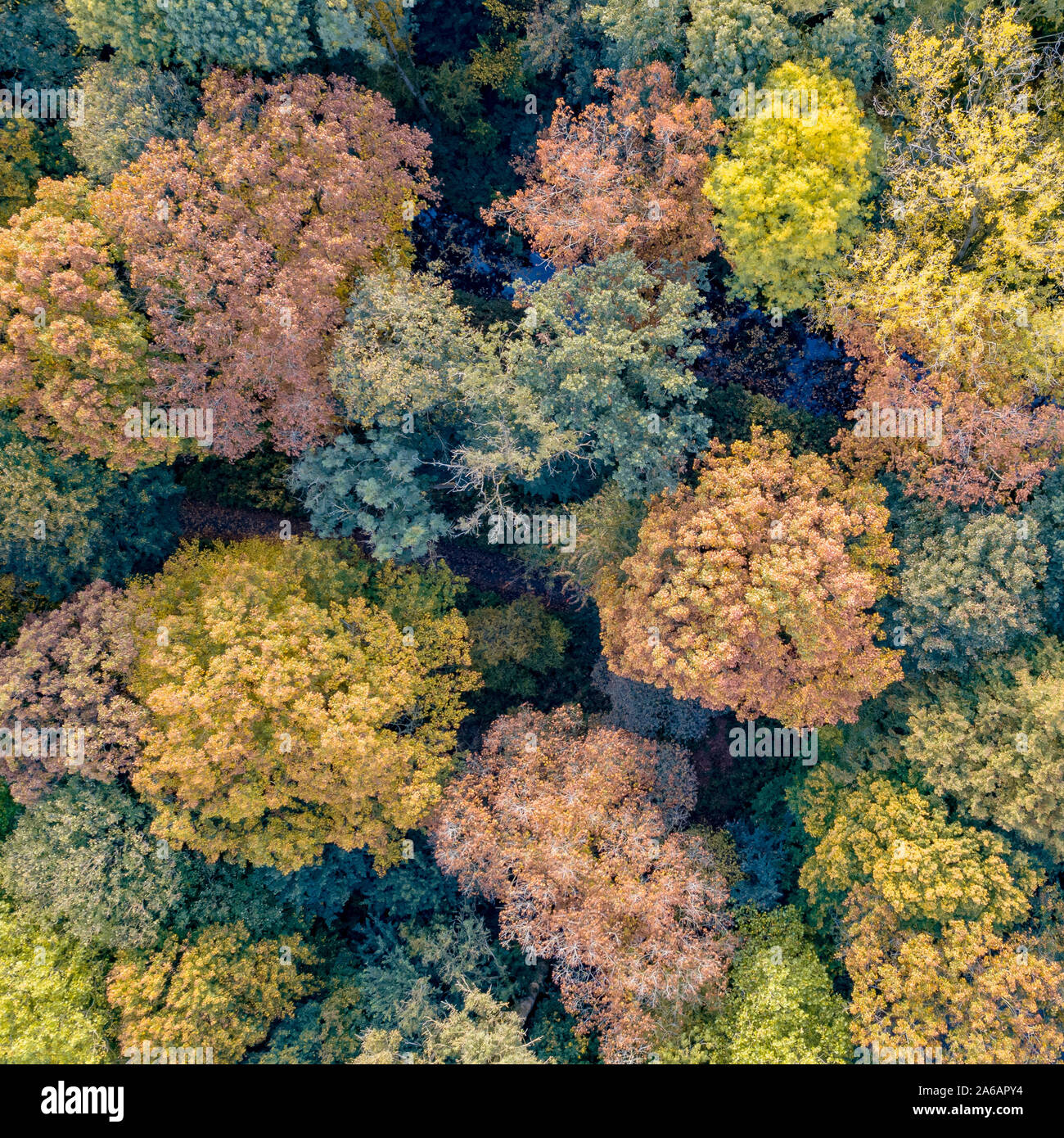 Top down drone aerial view of autumn leaves hi-res stock photography ...