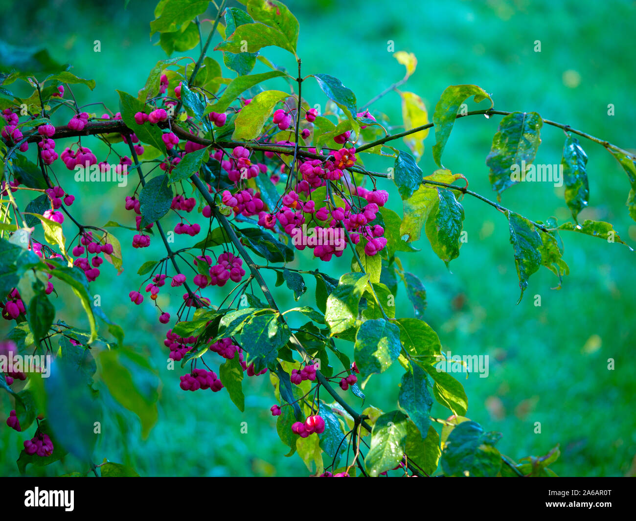 Branch of a spindle tree (Euonymus europaea) with beautiful pink berries and green leaves catching autumn sunlight Stock Photo