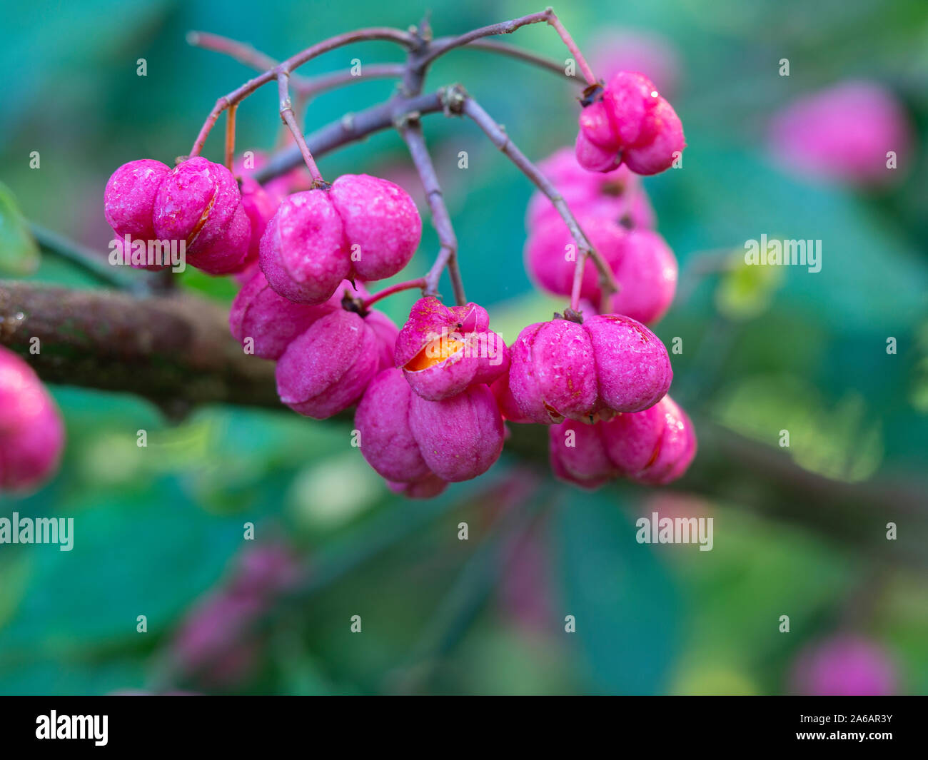 Closeup of beautiful lobed pink berries of the spindle tree (Euonymus europaea) with one of the berries splitting to reveal the orange fruit inside Stock Photo