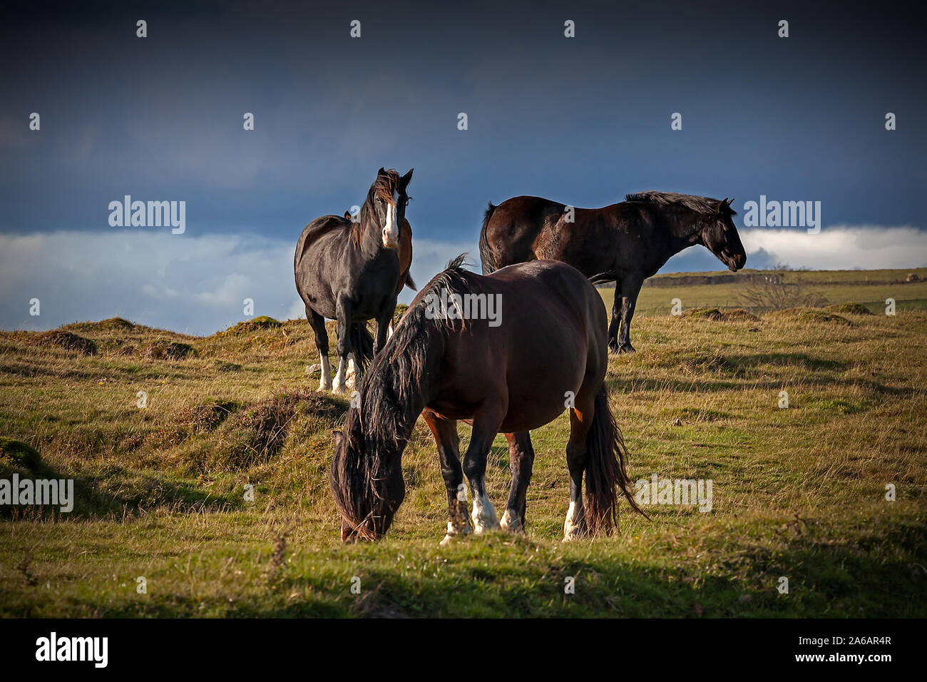 Wild mountain horses with dramatic sky in evening light Stock Photo
