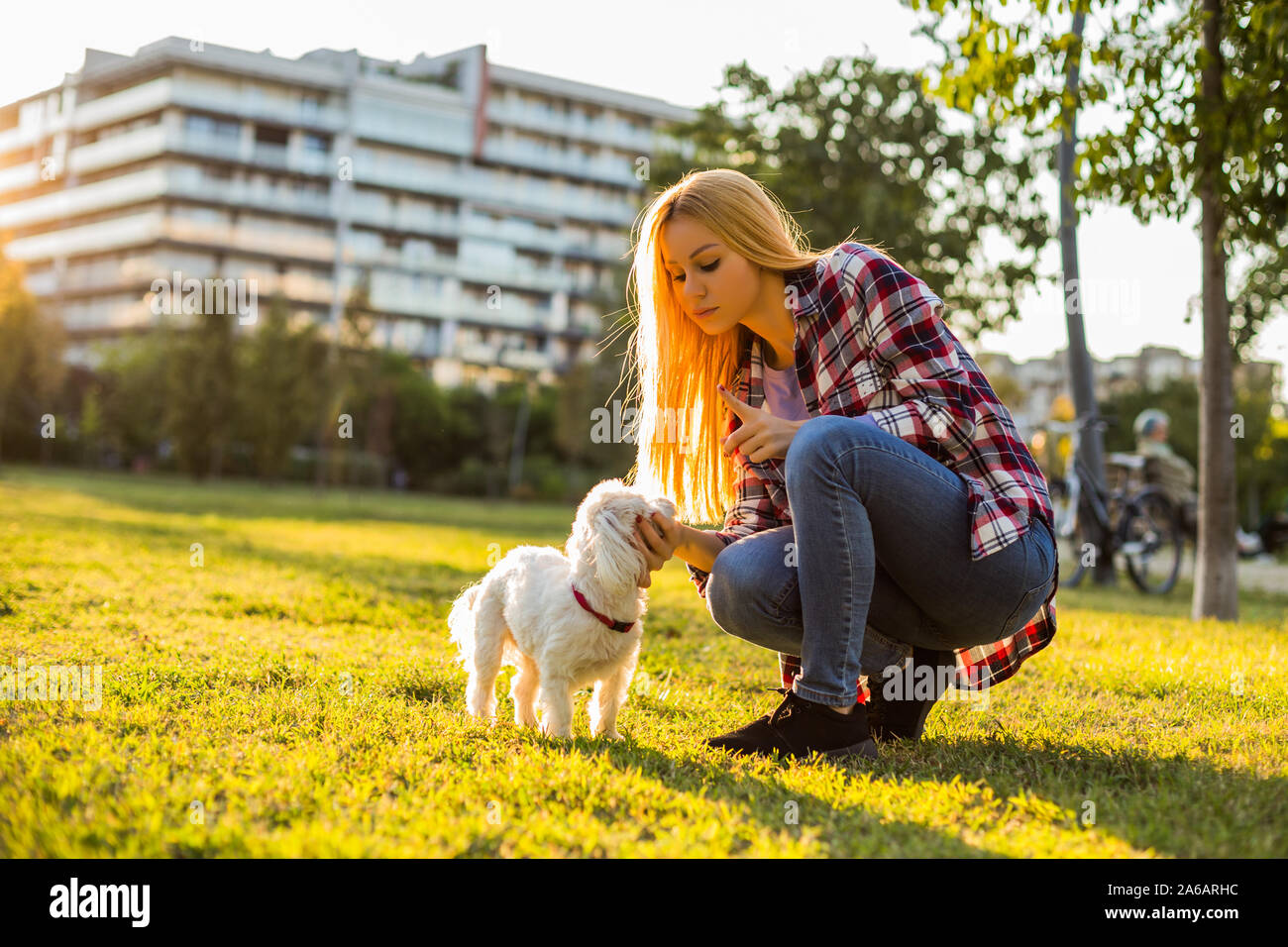 Woman scolding her Maltese dog while they spending time in the park. Stock Photo