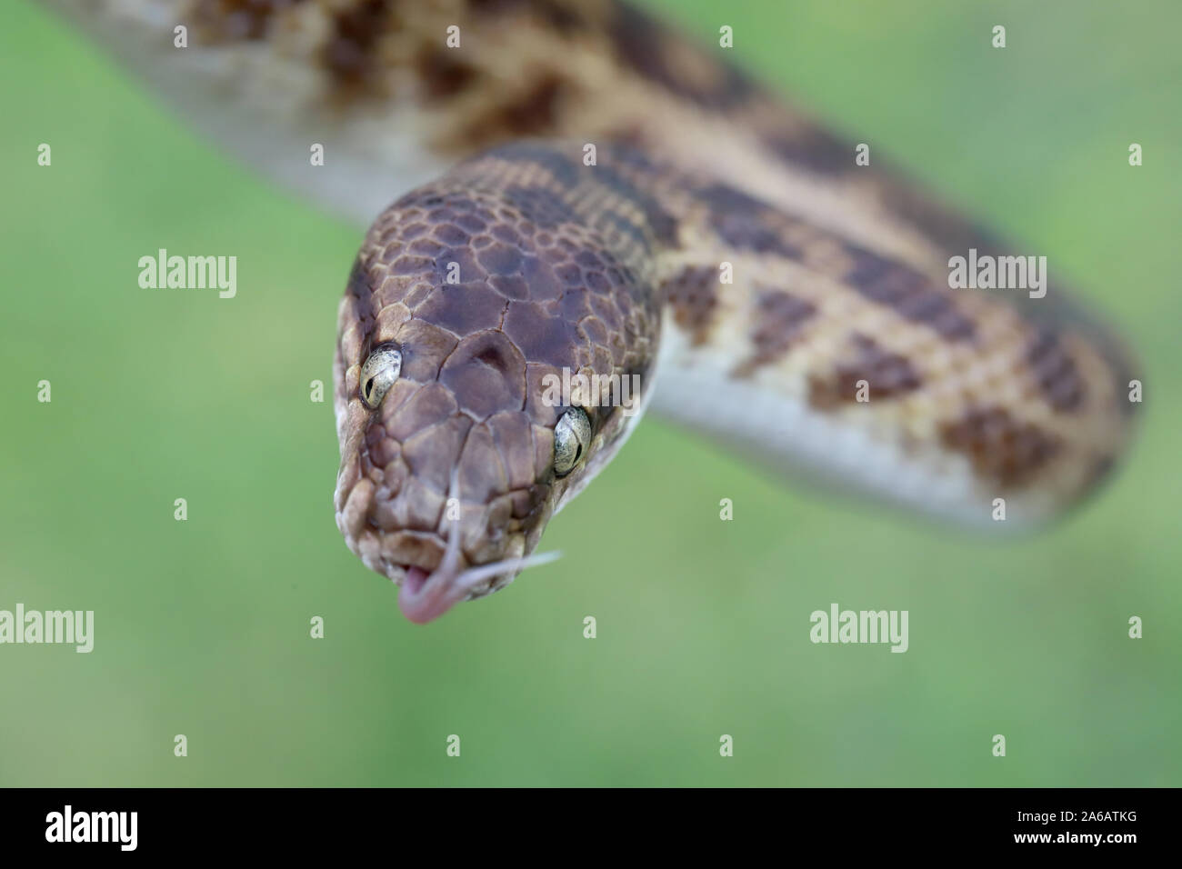 Stimsons python antaresia stimsoni hi-res stock photography and images ...
