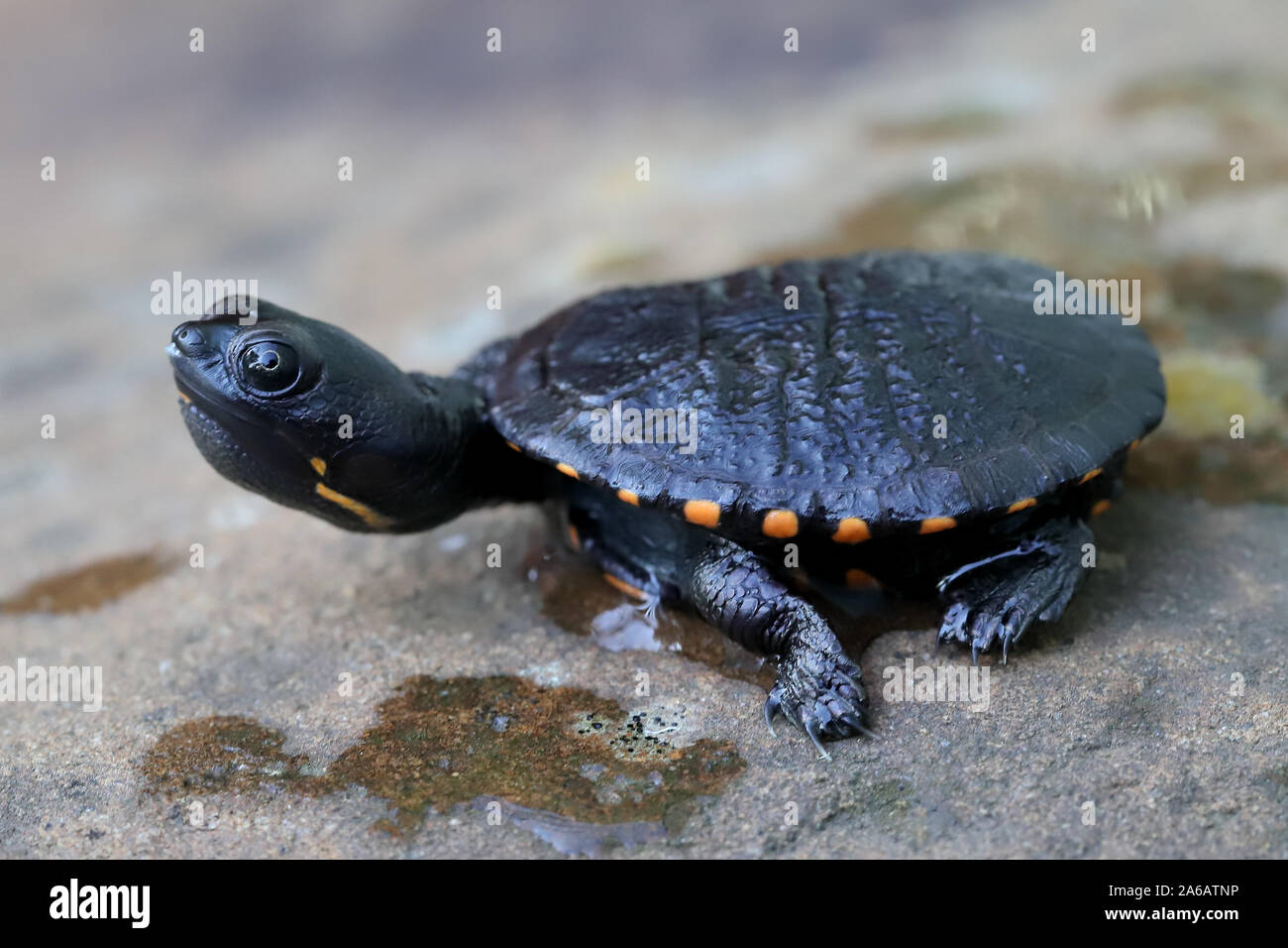 Hatchling Eastern Long-necked Turtle Stock Photo