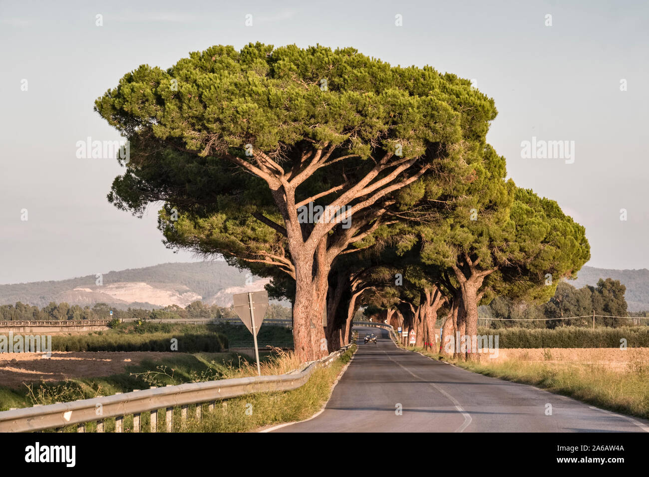 Umbrella pines (also stone pines, pinus pinea) shade a country road in southern Tuscany Stock Photo