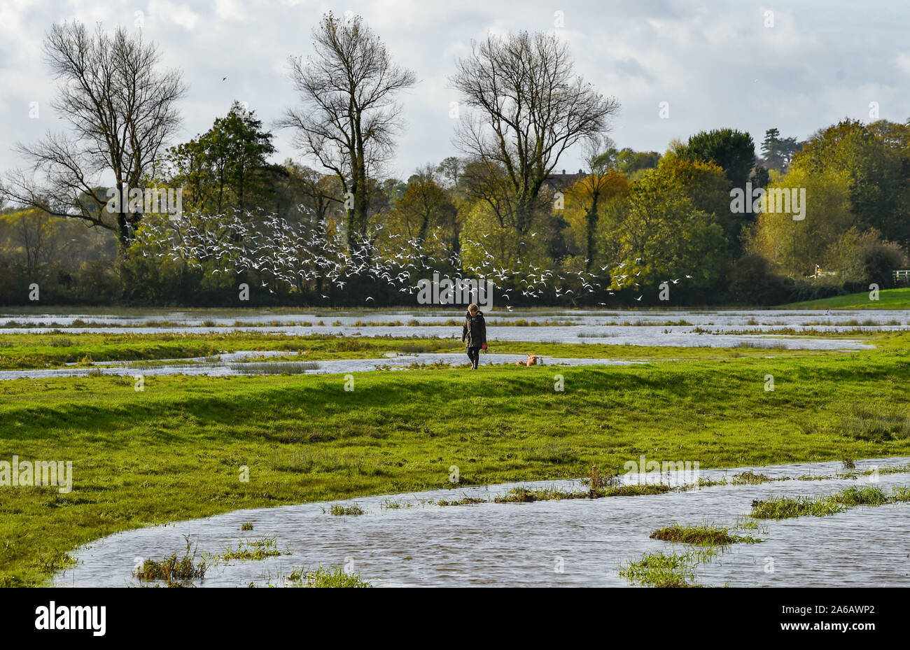 Alfriston Sussex, UK. 25th Oct, 2019. A dog walker passes by flooding along the River Cuckmere near Alfriston in East Sussex after weeks of heavy rain which has been above the average for the time of year. Yellow weather warnings have been issued for parts of the country where more heavy rain and flooding is forecast over the next 24 hours . The flooding along Cuckmere Haven has been worse in the last few years since the Environment Agency decided to stop maintaining defences. Credit: Simon Dack/Alamy Live News Stock Photo