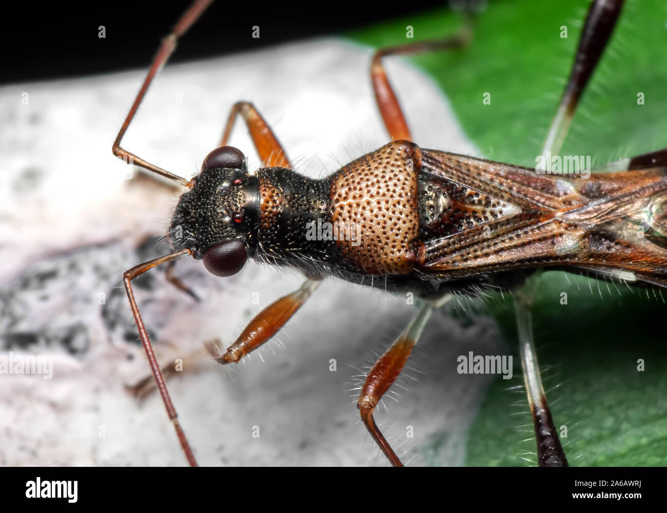 Macro Photography of Assassin Bug Eating Bird Poop on Green Leaf Stock