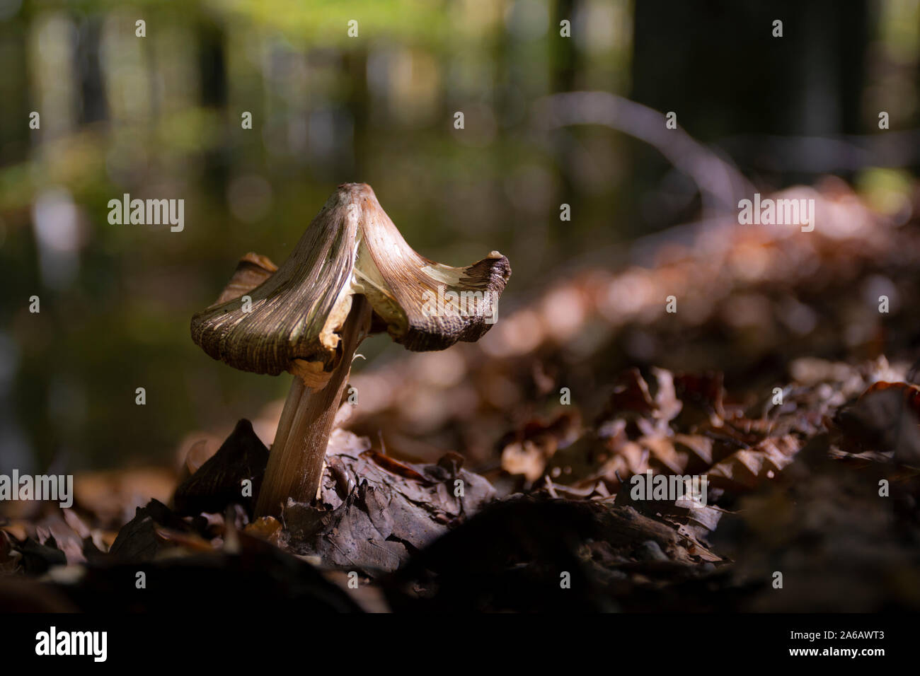 66/5000 mushrooms on dry leaves in the autumn of mount Apennine forests Stock Photo