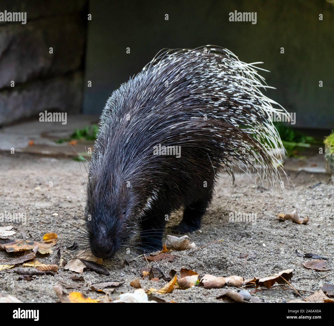 The Indian crested Porcupine, Hystrix indica or Indian porcupine, is a large species of hystricomorph rodent belonging to the Old World porcupine fami Stock Photo