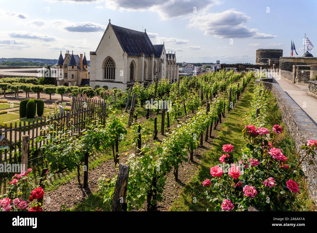 France, Maine et Loire, Angers, Chateau d’Angers, Angers castle, the Hanging vine garden, white Chenin grape variety, rows of vines and the chapel // Stock Photo