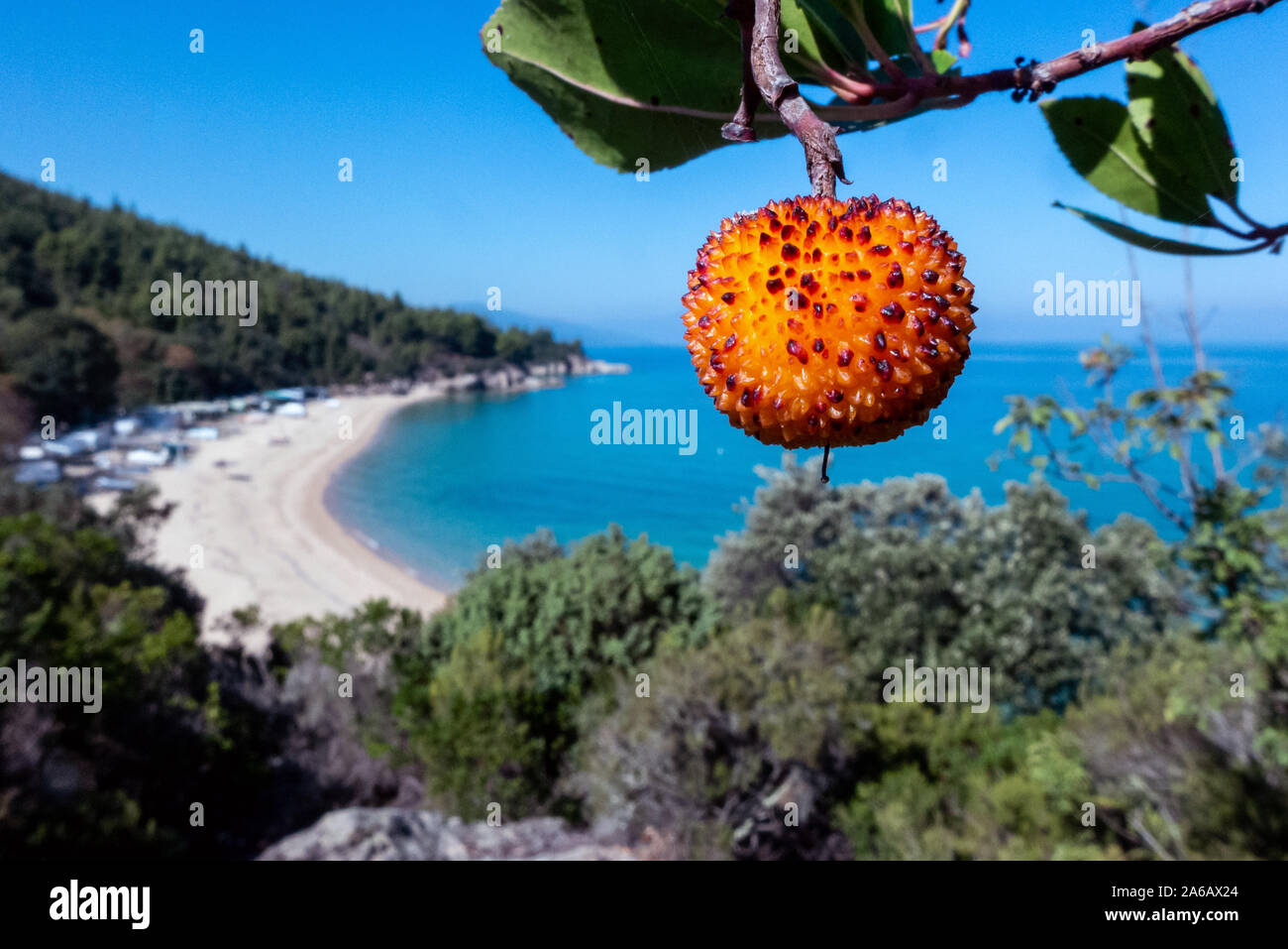 Strawberry Tree At A Beach Near Olympiada Chalkidiki Greece Stock Photo Alamy