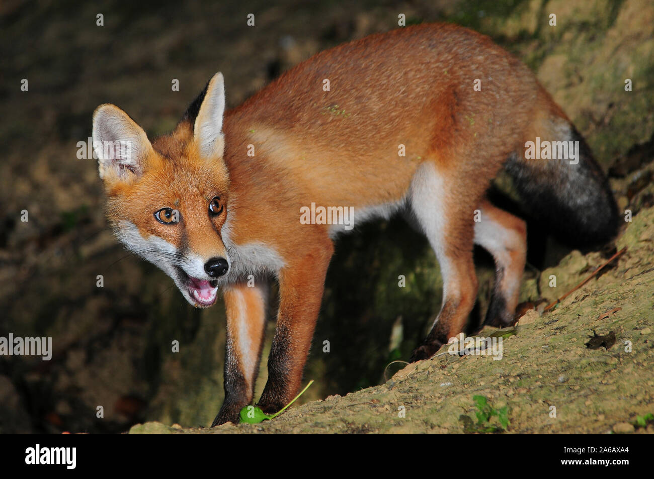 red fox vulpes vulpes Stock Photo