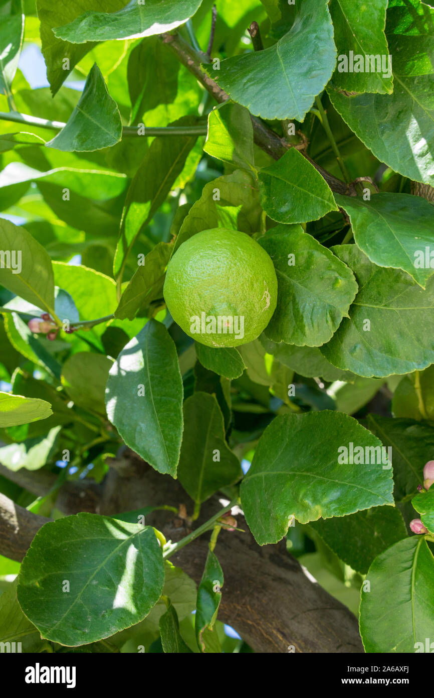 Close up view of a citrus tree. Green limes or lemons with the leaves of a citrus plant. Stock Photo