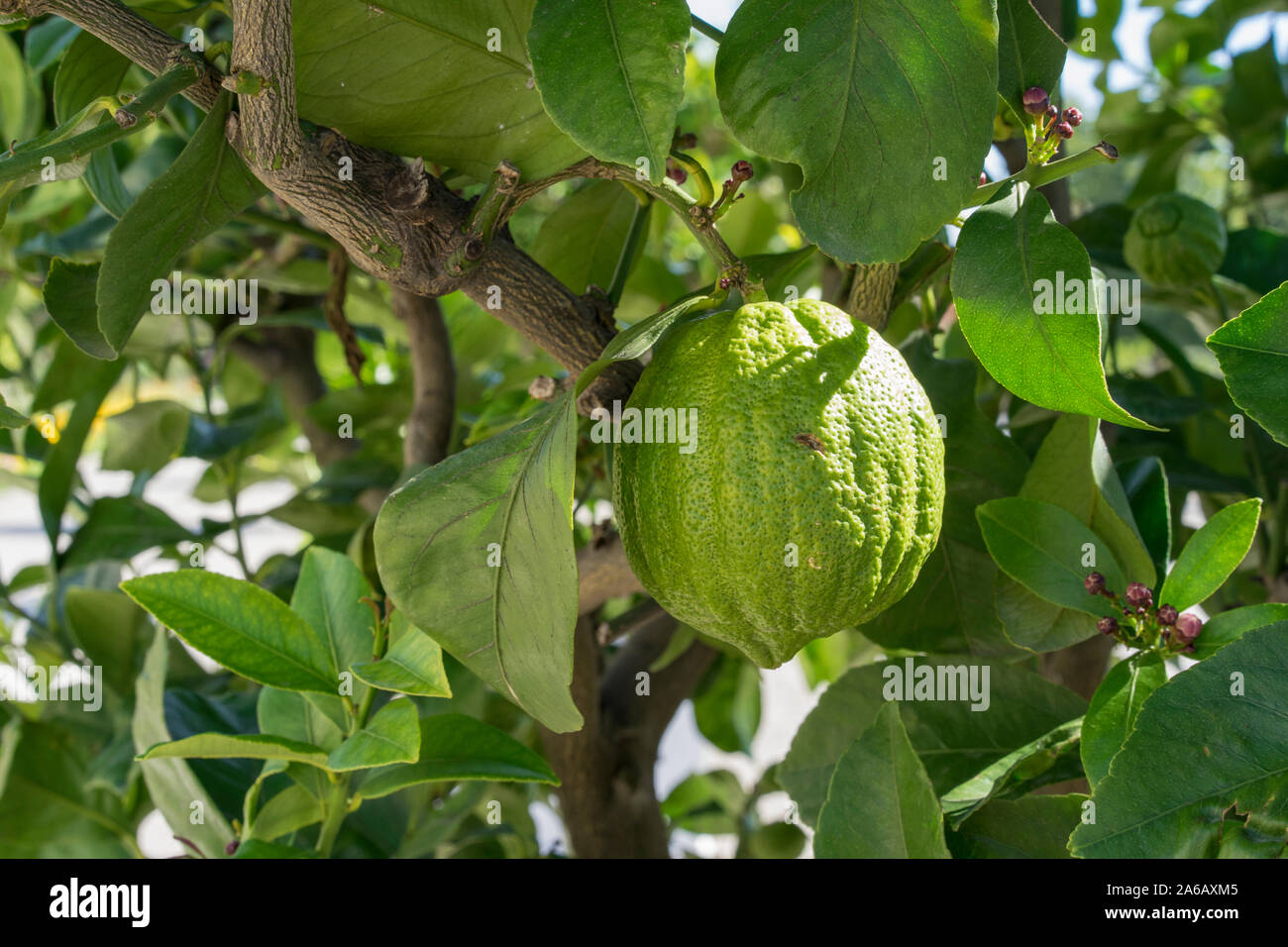 Close up view of a citrus tree. Green limes or lemons with the leaves of a citrus plant. Stock Photo