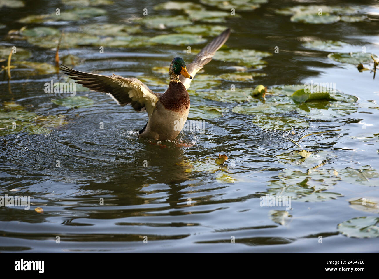 rising duck over water at a pond Stock Photo - Alamy