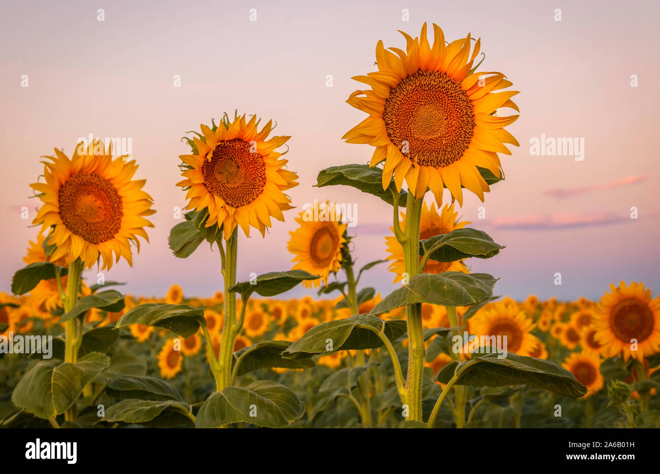 The sunflowers along the Colorado front range take in the morning light