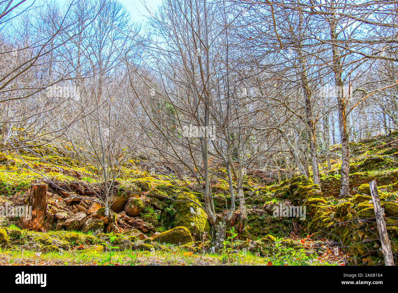 Covered with moss rocks and tree at magical forest Stock Photo - Alamy