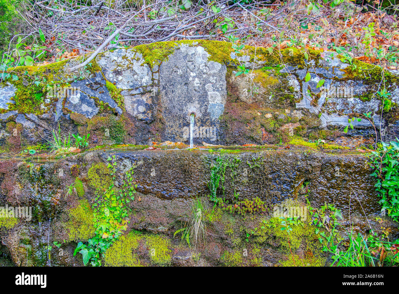 Covered with moss rocks and tree at magical forest Stock Photo - Alamy