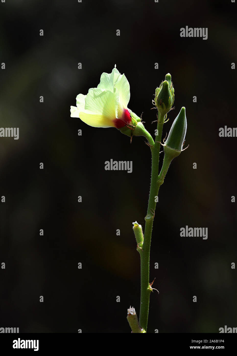 lady's fingers, Lady Finger,Ladyfinger Okras on the okra plants; okra