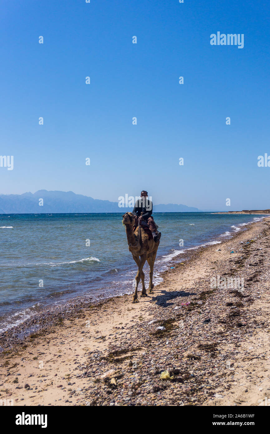 Bedouin man wear a traditional clothes riding a camel on the beach of Nuweiba in South Sinai. Stock Photo