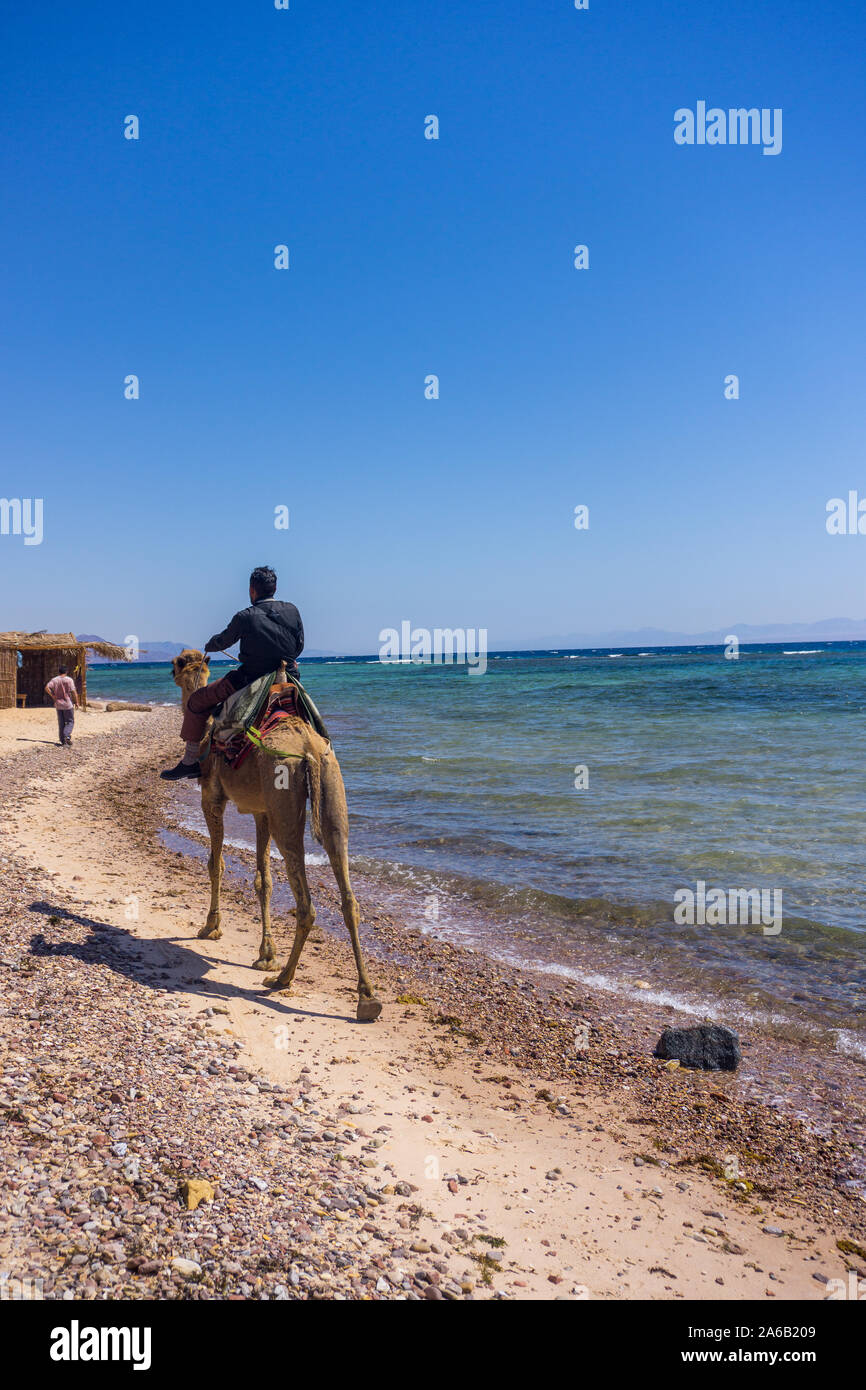 Bedouin man wear a traditional clothes riding a camel on the beach of Nuweiba in South Sinai. Stock Photo
