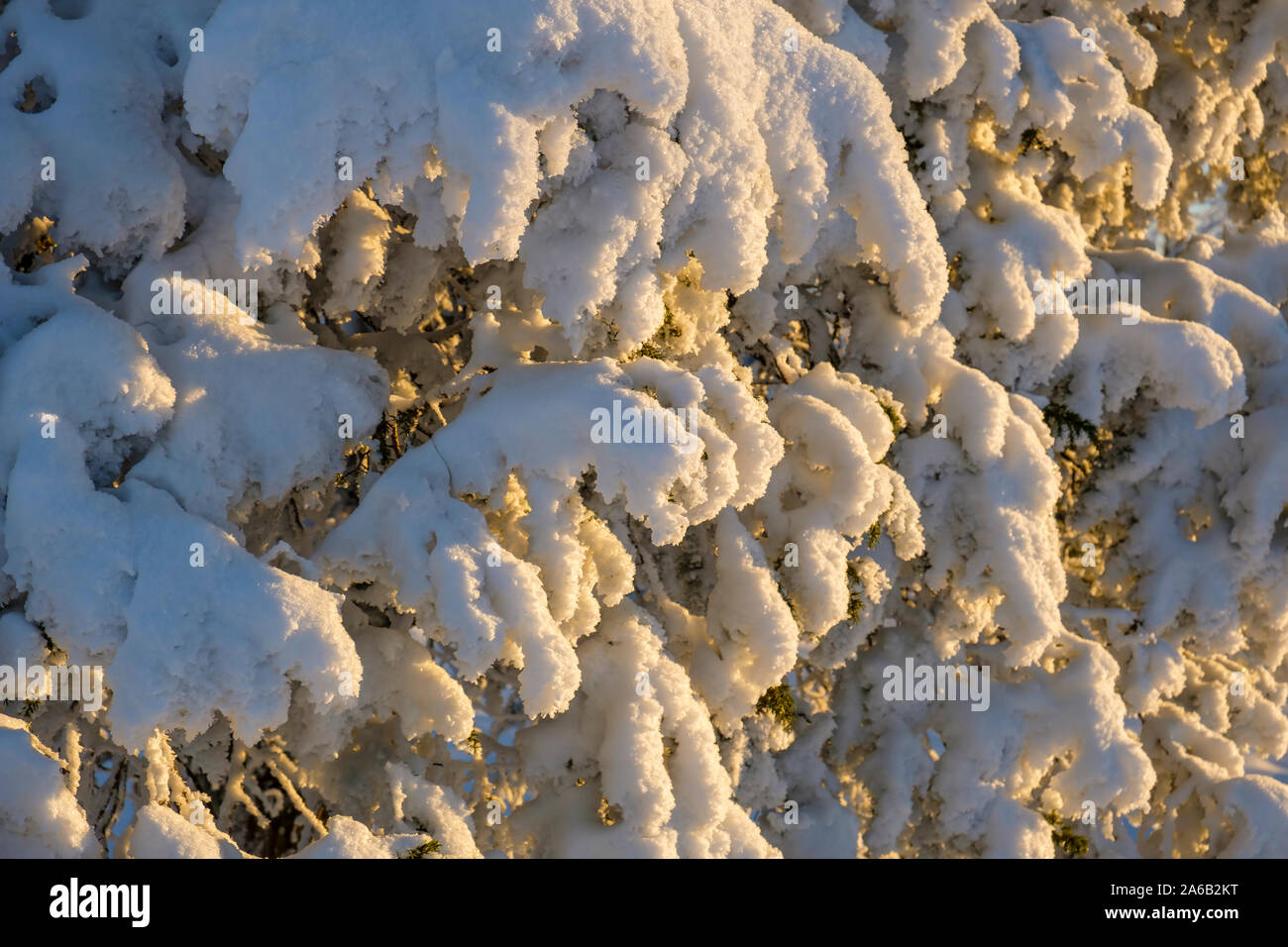 Snow covered branches in beautiful winter light Stock Photo